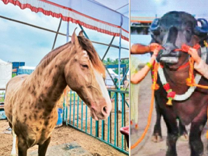 A golden horse worth 11 crores, a Kandhari cow worth 1 crores and a red mule! | ११ कोटींचा सोनेरी रंगाचा घोडा, एक कोटीची कंधारी गाय अन् मुऱ्हा रेडा! A golden horse worth 11 crores, a Kandhari cow worth 1 crores and a red mule! | ११ कोटींचा सोनेरी रंगाचा घोडा, एक कोटीची कंधारी गाय अन् मुऱ्हा रेडा!