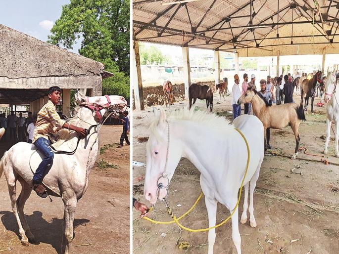 After three decades, Chhatrapati Sambhajinagar was filled with 'Horse Bazaar'; White horses are most in demand | तीन दशकांनंतर छत्रपती संभाजीनगरात भरला ‘घोडेबाजार’; पांढऱ्या अश्वास सर्वाधिक मागणी After three decades, Chhatrapati Sambhajinagar was filled with 'Horse Bazaar'; White horses are most in demand | तीन दशकांनंतर छत्रपती संभाजीनगरात भरला ‘घोडेबाजार’; पांढऱ्या अश्वास सर्वाधिक मागणी