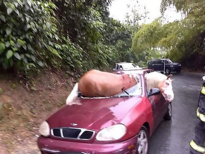 Horse injured struggles escape wrecked car smashing windscreen pics are horrifying | कारवर पडून घोडा असा काही अडकला, बघा कशी केली त्याची सुटका!