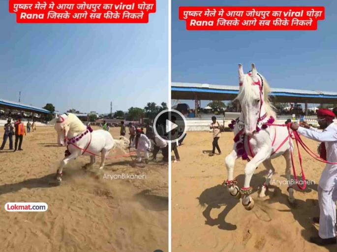 trending video rana horse becomes dancing star amazing dancing skills win hearts everyone is speechless viral social media clip | VIDEO: घोडा बनला 'डान्सिंग स्टार' !! 'राणा' घोड्याचा अफलातून डान्स, सारेच होताहेत अवाक् trending video rana horse becomes dancing star amazing dancing skills win hearts everyone is speechless viral social media clip | VIDEO: घोडा बनला 'डान्सिंग स्टार' !! 'राणा' घोड्याचा अफलातून डान्स, सारेच होताहेत अवाक्