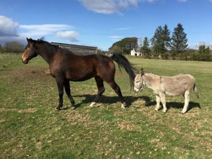 Donkeys dont like rain and seek shelter when its cold study finds | घोडे आणि गाढवांच्या स्वभावात असतो बराच फरक, जाणून घ्या रिसर्च काय सांगतो.... Donkeys dont like rain and seek shelter when its cold study finds | घोडे आणि गाढवांच्या स्वभावात असतो बराच फरक, जाणून घ्या रिसर्च काय सांगतो....
