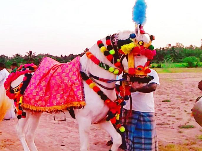 Ghodi pe sawar, chala hai dulha yaar! Horses and mares are ready for the bridegroom; Booking is now full | घोडी पे सवार, चला है दुल्हा यार! लग्नसराईतील वरतीसाठी घोडा-घोडी सज्ज; बुकिंग आताच फुल्ल Ghodi pe sawar, chala hai dulha yaar! Horses and mares are ready for the bridegroom; Booking is now full | घोडी पे सवार, चला है दुल्हा यार! लग्नसराईतील वरतीसाठी घोडा-घोडी सज्ज; बुकिंग आताच फुल्ल