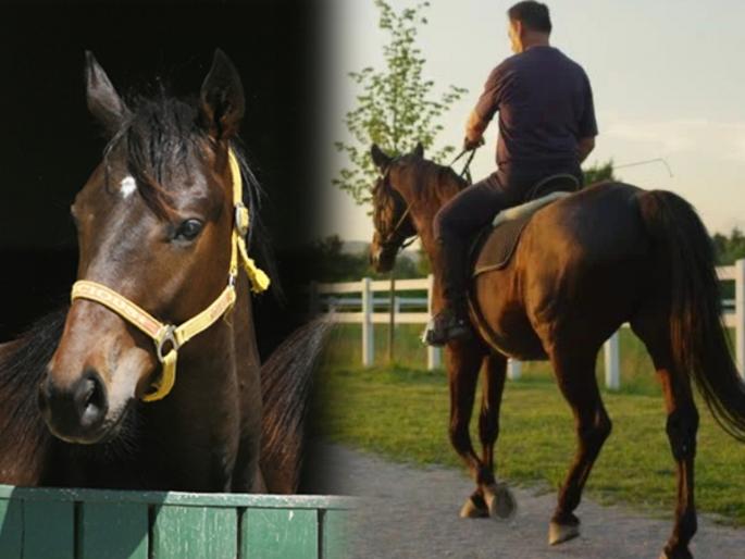 employee asked for permission to park horse so that he can come to office on that maharashtra nanded letter goes viral | घोड्यावरून ऑफिसला यायचं ठरवलंय, तो बांधायला परवानगी द्यावी; नांदेडच्या कर्मचाऱ्याचं पत्र व्हायरल employee asked for permission to park horse so that he can come to office on that maharashtra nanded letter goes viral | घोड्यावरून ऑफिसला यायचं ठरवलंय, तो बांधायला परवानगी द्यावी; नांदेडच्या कर्मचाऱ्याचं पत्र व्हायरल