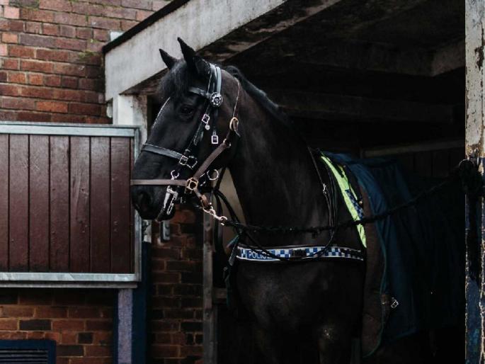 Farmer News: Farmer's voice is clear; Horses galloping, tillage at speed ... | Farmer News: शेतकऱ्याचा नादच खुळा; घोड्यांना जुंपले औताला, मशागतही गतीने... Farmer News: Farmer's voice is clear; Horses galloping, tillage at speed ... | Farmer News: शेतकऱ्याचा नादच खुळा; घोड्यांना जुंपले औताला, मशागतही गतीने...