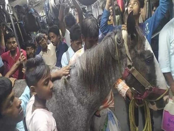 photo of horse travelling in local train goes viral railway ordered probe | लोकल ट्रेनमधून घोड्याचा प्रवास; फोटो व्हायरल होताच रेल्वेने दिले चौकशीचे आदेश photo of horse travelling in local train goes viral railway ordered probe | लोकल ट्रेनमधून घोड्याचा प्रवास; फोटो व्हायरल होताच रेल्वेने दिले चौकशीचे आदेश