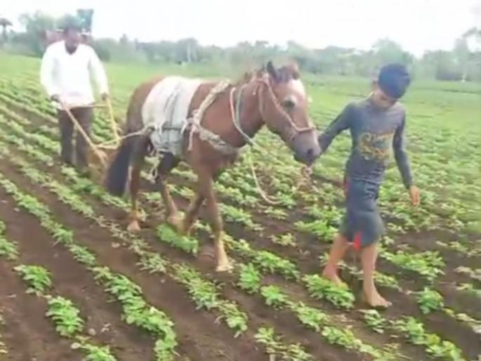 tactic fought in view of rising costs in washim use horse | ...अन् त्याने चक्क घाेडयांवर केले डवरण, वाढता खर्च पाहता लढविली युक्ती tactic fought in view of rising costs in washim use horse | ...अन् त्याने चक्क घाेडयांवर केले डवरण, वाढता खर्च पाहता लढविली युक्ती