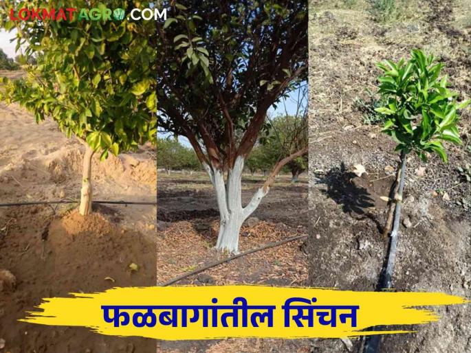 How to decide how much water to give to which fruit crop? | कोणत्या फळपिकाला किती पाणी द्यायचे हे कसे ठरविले जाते? How to decide how much water to give to which fruit crop? | कोणत्या फळपिकाला किती पाणी द्यायचे हे कसे ठरविले जाते?