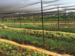 Farmers' application to be taken at taluka level for cultivation of Horticulture! | फळबाग लागवडीसाठी तालुका स्तरावर घेणार शेतकऱ्यांचे अर्ज! Farmers' application to be taken at taluka level for cultivation of Horticulture! | फळबाग लागवडीसाठी तालुका स्तरावर घेणार शेतकऱ्यांचे अर्ज!