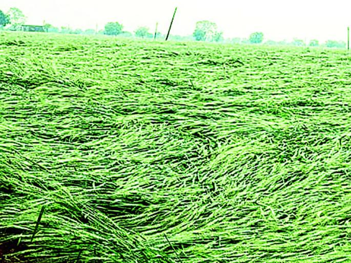 Washim: Hotspur area affected by mistakes! | वाशिम:गारपीटग्रस्त भागाच्या सर्वेक्षणात चुका! Washim: Hotspur area affected by mistakes! | वाशिम:गारपीटग्रस्त भागाच्या सर्वेक्षणात चुका!