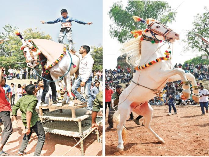 'Horse Power' of Dance in Harsul Yatra; Spectators feast on gems, gold and shambhu | हर्सूल यात्रेत नृत्याची ‘हॉर्स पॉवर’; गण्या, सोन्या, शंभूवर प्रेक्षक फिदा 'Horse Power' of Dance in Harsul Yatra; Spectators feast on gems, gold and shambhu | हर्सूल यात्रेत नृत्याची ‘हॉर्स पॉवर’; गण्या, सोन्या, शंभूवर प्रेक्षक फिदा