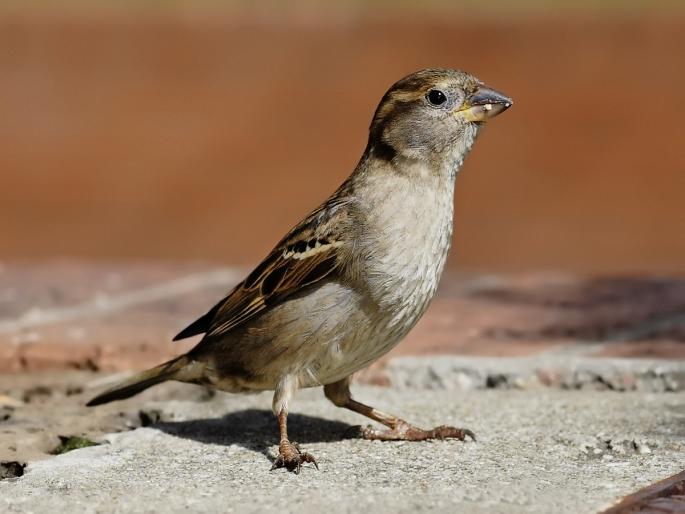 Urbanization changed places of birds... | शहरीकरणाने चिऊ-काऊंची ठिकाणं बदलली...