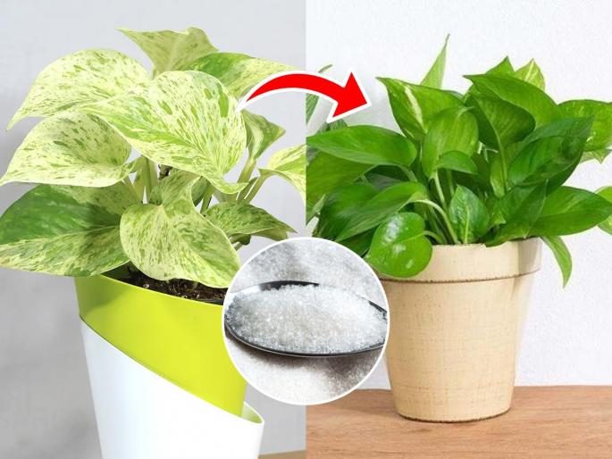 how to increase growth of money plant using epsom salt how to use epsom salt for money plant home remedy for yellow money plant leaves make money plant leaves green and shiny | मनी प्लांटची पानं पिवळी पडली, वाढ नाही? स्वयंपाकघरातील पांढरा पदार्थ करेल कमाल - पानं होतील हिरवीगार...