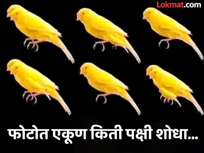 फोटोत एकूण किती पक्षी आहेत? जास्तीत जास्त लोकांचं चुकलं उत्तर, पाहा ...