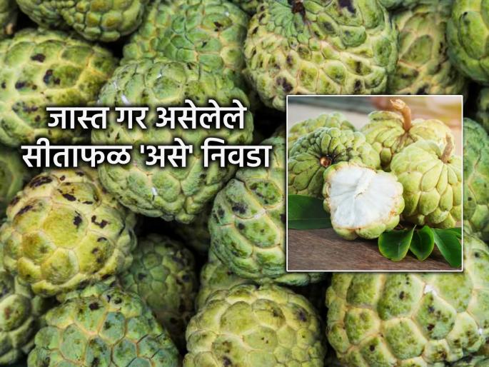 Food: How to choose a custard apple with lots of fiber? What are the risks of choosing a raw fruit? | Food: भरपूर गर असलेले सीताफळ कसे निवडावे? कच्चे फळ निवडल्यास काय असतो धोका?