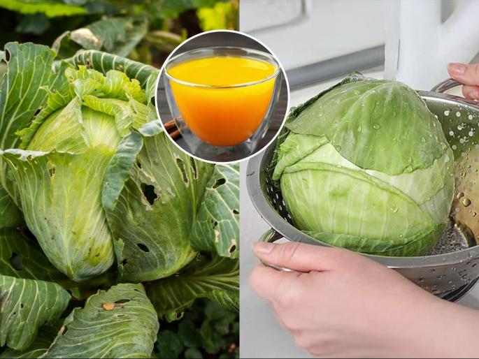 kitchen tips, how to clean cabbage, cauliflower, simple tips and tricks to clean cauliflower and cabbage, home hacks to clean gobi | पत्ताकोबी धुता पण त्यातले अळ्याकिडे तसेच तर राहात नाहीत ना? पाहा पत्ताकोबी धुण्याची योग्य पद्धत