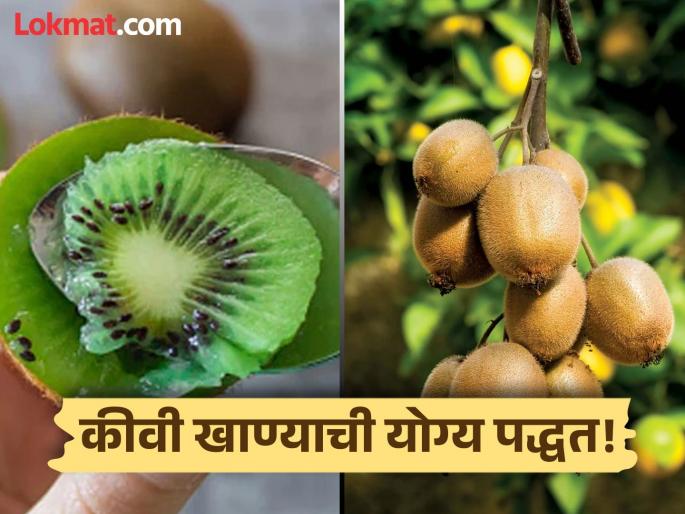 Doctor tells right way to eat kiwi fruit | कीवी फळ सालीसोबत खावं की सालीशिवाय? डॉक्टरांनी सांगितली योग्य पद्धत! Doctor tells right way to eat kiwi fruit | कीवी फळ सालीसोबत खावं की सालीशिवाय? डॉक्टरांनी सांगितली योग्य पद्धत!