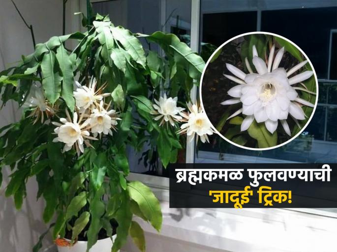 how to get flowers on brahma kamal plant how to make brahma kamal plant bloom faster at home | वर्षानूवर्षे वाट पाहूनही ब्रह्मकमळाला फुलंच येत नाहीत? मातीत मिसळा २ घरगुती पदार्थ - उमलतील भरपूर ब्रह्मकमळं... how to get flowers on brahma kamal plant how to make brahma kamal plant bloom faster at home | वर्षानूवर्षे वाट पाहूनही ब्रह्मकमळाला फुलंच येत नाहीत? मातीत मिसळा २ घरगुती पदार्थ - उमलतील भरपूर ब्रह्मकमळं...