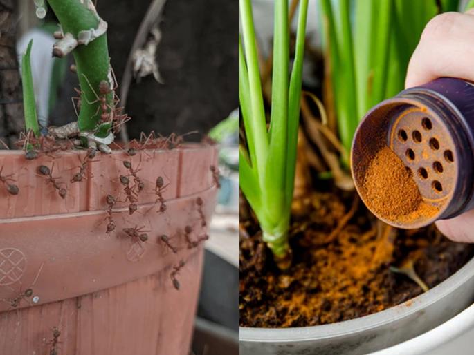 how to get rid of ants in plant soil, how to stop ants nesting in plant pots | कुंडीतल्या मातीमध्ये मुंग्या झाल्या? १ सोपा घरगुती उपाय- मुंग्या जाऊन रोपं वाढतील जोमानं..