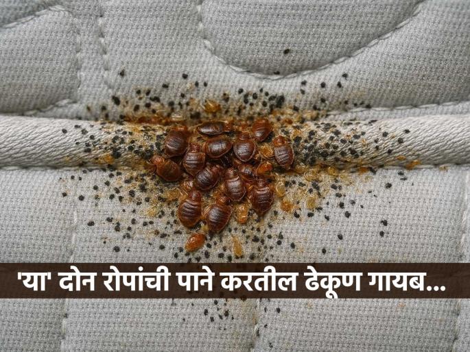 How to Get Rid of Bed Bugs get rid of bed bugs naturally how to get rid of bed bugs permanently | सोफा, गाद्या उशांमध्ये ढेकूण ? बाल्कनीतील २ रोपांची पाने करतील कमाल - ढेकूण होतील कायमचे गायब... How to Get Rid of Bed Bugs get rid of bed bugs naturally how to get rid of bed bugs permanently | सोफा, गाद्या उशांमध्ये ढेकूण ? बाल्कनीतील २ रोपांची पाने करतील कमाल - ढेकूण होतील कायमचे गायब...