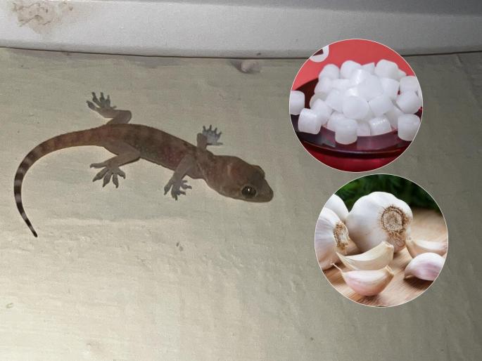 how to get rid of chipkali or lizards, 2 simple tricks to make our house lizard free | उन्हाळ्यात घरभर पालीच्या पिलांचा सुळसुळाट, २ उपाय- एकही पाल घराच्या भिंतीवर दिसणार नाही.. how to get rid of chipkali or lizards, 2 simple tricks to make our house lizard free | उन्हाळ्यात घरभर पालीच्या पिलांचा सुळसुळाट, २ उपाय- एकही पाल घराच्या भिंतीवर दिसणार नाही..