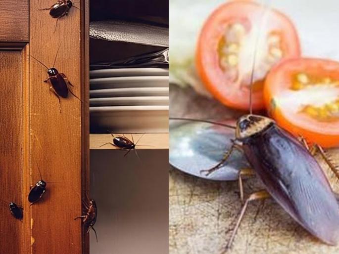 How to Get Rid of Cockroaches in Your Kitchen Cabinets – Easy Cleaning Hacks how to get rid of cockroaches in kitchen cabinets | किचन कॅबिनेट - ड्रॉवरमध्ये झुरळांचा सुळसुळाट? स्वयंपाकघरातील ५ पदार्थ असरदार - झुरळांचा होईल नायनाट...