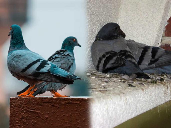 how to get rid of pigeons naturally pigeon problem solution at home tricks to stop pigeons from balcony how to prevent pigeons from entering balcony | कबुतरांना अजिबात आवडत नाहीत स्वयंपाकघरातील ४ पदार्थ! पाहताक्षणी कबुतरं पळतात-परत फिरकत नाहीत... how to get rid of pigeons naturally pigeon problem solution at home tricks to stop pigeons from balcony how to prevent pigeons from entering balcony | कबुतरांना अजिबात आवडत नाहीत स्वयंपाकघरातील ४ पदार्थ! पाहताक्षणी कबुतरं पळतात-परत फिरकत नाहीत...