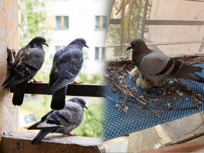 How to get rid of pigeons using trick Get rid of kabootar from balcony How to remove pigeons from window | नेहमीच्या वापरातल्या ३ वस्तूंना फार घाबरतात कबुतरं, मिनिटांत जातात पळून - कबुतरांच्या त्रासांतून होईल सुटका... How to get rid of pigeons using trick Get rid of kabootar from balcony How to remove pigeons from window | नेहमीच्या वापरातल्या ३ वस्तूंना फार घाबरतात कबुतरं, मिनिटांत जातात पळून - कबुतरांच्या त्रासांतून होईल सुटका...