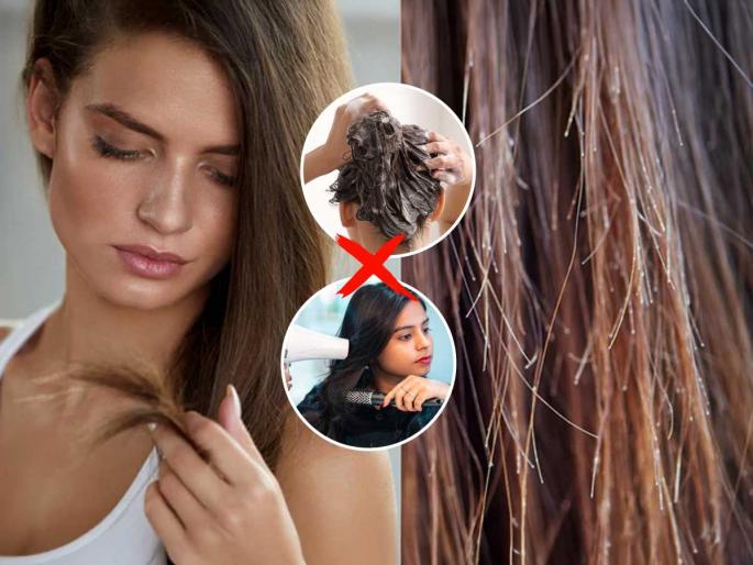 how to get rid of split ends naturally repair split ends at home | केसांच्या बाबतीत करता त्याच चुका, म्हणून केसांना फाटे फुटणं थांबतच नाही, पाहा तुम्ही कोणती चूक करता?