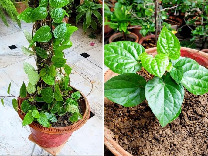 How to Grow Betel Leaf Plant Betel Leaf Bel in Pot at Home how to propagate betel leaf plant from cutting | फक्त विड्याचं एक पानही रुजेल, हिरवागार दाट वेल वाढेल सरसर! नागवेलीचा वेल लावण्याची पाहा भन्नाट ट्रिक... How to Grow Betel Leaf Plant Betel Leaf Bel in Pot at Home how to propagate betel leaf plant from cutting | फक्त विड्याचं एक पानही रुजेल, हिरवागार दाट वेल वाढेल सरसर! नागवेलीचा वेल लावण्याची पाहा भन्नाट ट्रिक...