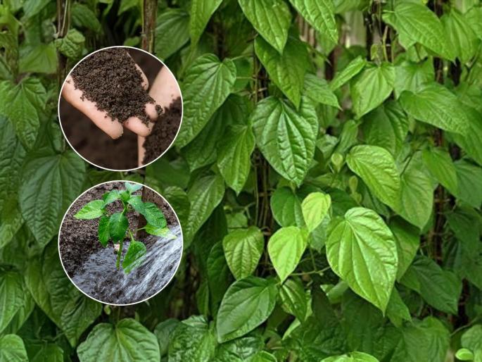 How To Grow Bushy & Healthy Betel Leaf Plant At Home how to grow betel leaf plant at home how to grow healthy betel leaf plant | नागवेलींच्या पानांचा वेल वाढत नाही, पाने गळतात? ५ टिप्स - हिरव्यागार वेल वाढेल जोमाने...