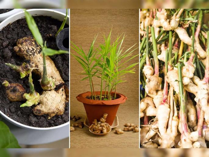 How To Grow Ginger At Home quick ginger growing tips grow ginger at home in pot how to grow ginger in pot quickly | लहानशा कुंडीत आलं लावण्याची पाहा सोपी युक्ती, घरीच मिळेल ताजं कोवळं आलं- हिवाळ्यात चहा-सूप होईल स्पेशल... How To Grow Ginger At Home quick ginger growing tips grow ginger at home in pot how to grow ginger in pot quickly | लहानशा कुंडीत आलं लावण्याची पाहा सोपी युक्ती, घरीच मिळेल ताजं कोवळं आलं- हिवाळ्यात चहा-सूप होईल स्पेशल...