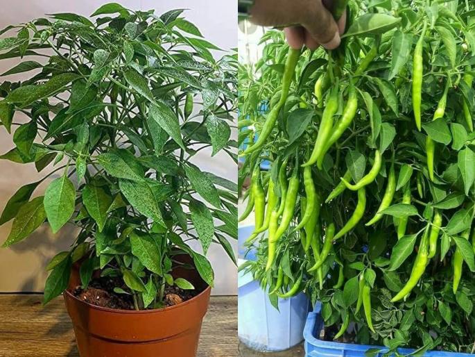 how to grow green chilli plant at home, 4 remedies for the fast growth of green chili plant | छोट्याशा कुंडीतही येतील भरपूर मिरच्या! ४ सोपे उपाय- मिरच्या विकत घेण्याची गरजच नाही