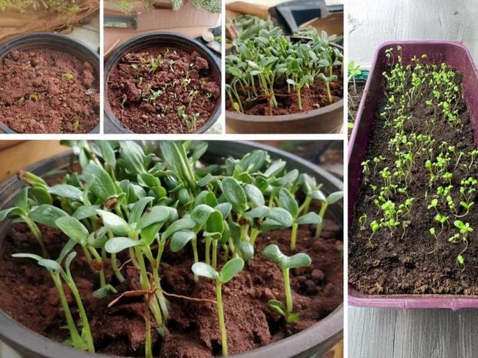 How To Grow Fenugreek From Methi Seeds At Home Easy way to grow methi at home how to grow fenugreek in containers | मूठभर मेथी दाणे 'असे' पेरा, घरच्या कुंडीत येईल छान हिरवीगार मेथी- ताज्या ताज्या भाजीची चाखा चव... How To Grow Fenugreek From Methi Seeds At Home Easy way to grow methi at home how to grow fenugreek in containers | मूठभर मेथी दाणे 'असे' पेरा, घरच्या कुंडीत येईल छान हिरवीगार मेथी- ताज्या ताज्या भाजीची चाखा चव...