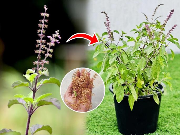 How to grow tulsi from seeds easy & best way to plant tulsi from seeds at home | तुळशीचे रोप वारंवार सुकते? मंजिरीपासून नवीन रोप लावण्याची योग्य पद्धत - रोप वाढेल भरभर, होईल हिरवेगार...