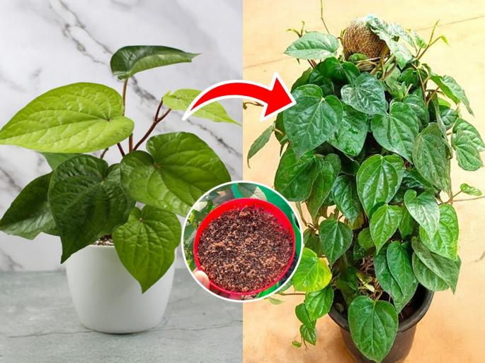 How To Increase Betel Leaf Plant Paan Ki Bel Growth Betel leaf plant care tips How to grow paan plant at home Increase betel leaf growth naturally | Ganesh Utsav 2025 : पूजेसाठी घरच्या विड्याची पानं हवीत? नागवेलीसाठी ‘हा’ पदार्थ खास खत, वेल होईल हिरवीगार...