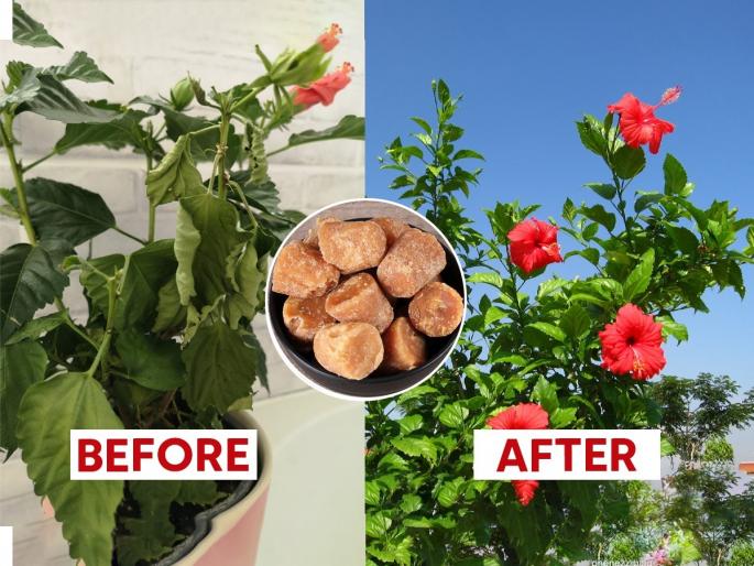 How to Increase Hibiscus Flowers Hibiscus Plant Fertilizer at Home Hibiscus Fast Growth Remedy Organic Fertilizer for Hibiscus | जास्वंदीला लहानच फुलं येतात ? मातीत मिसळा १ खास पदार्थ - मोठी लालचुटुक फुलं फुलतील रोज... How to Increase Hibiscus Flowers Hibiscus Plant Fertilizer at Home Hibiscus Fast Growth Remedy Organic Fertilizer for Hibiscus | जास्वंदीला लहानच फुलं येतात ? मातीत मिसळा १ खास पदार्थ - मोठी लालचुटुक फुलं फुलतील रोज...