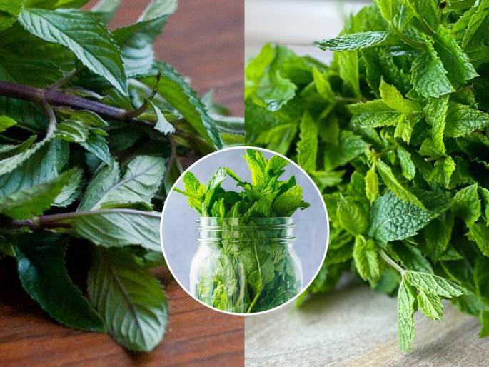 how to keep mint or pudina fresh for long, simple tips and tricks to keep pudina fresh, how to store pudina for long | पुदिना निवडायलाच वेळ नाही? ‘असा’ ठेवा फ्रिजमध्ये, १५ दिवस राहील ताजा-सुगंधी आणि हिरवागार