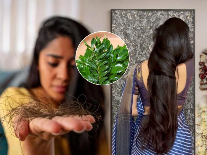 how to make anti hair fall spray with curry leaves curry leaves hair spray for hair fall how to use curry leaves for hair fall curry leaves spray for strong and shiny hair | कंगव्यात केसांचा गुंता पाहवत नाही? ‘असा’ करा कडीपत्त्यांच्या पानांचा अँटी-हेअरफॉल स्प्रे, केसगळतीवर उपाय...