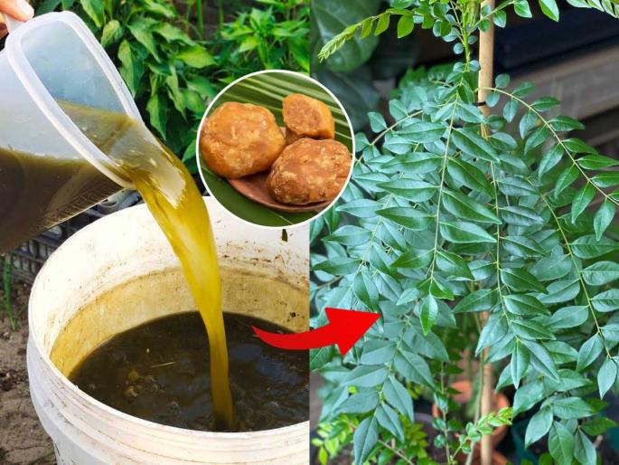 Curry Leaves Plant Growth Tips How To Make Curry Leaves Plant Bushy Jaggery Water For Curry Leaves homemade fertilizer for curry leaf plant | कडीपत्त्याचे रोप वाढेल जोमाने, पानेही येतील भरपूर! मातीत मिसळा ग्लासभर जादुई पाणी - येईल हिरव्यागार पानांचा बहर...