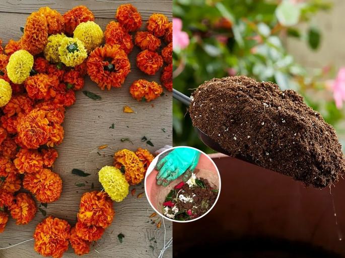 how to make fertilizer from nirmalya, how to make fertilizer at home | गणपतीला वाहिलेल्या फुलांचं काय करायचं? निर्माल्यापासून घरीच तयार करा ‘असं’ खत, बाग फुलेल छान