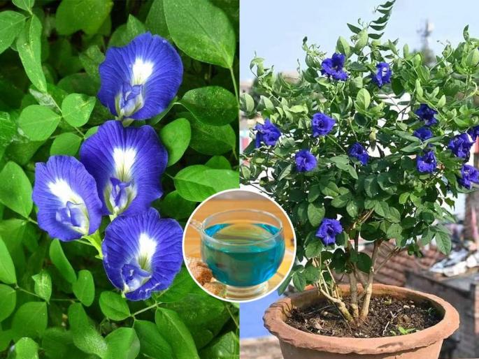 benefits of aparajita or gokarn flower kadha, how to make gokarna flower tea  | घरोघरी गोकर्णाचा वेल असायलाच हवा, कारण.... बघा गोकर्णाच्या फुलांचे ४ आरोग्यदायी फायदे
