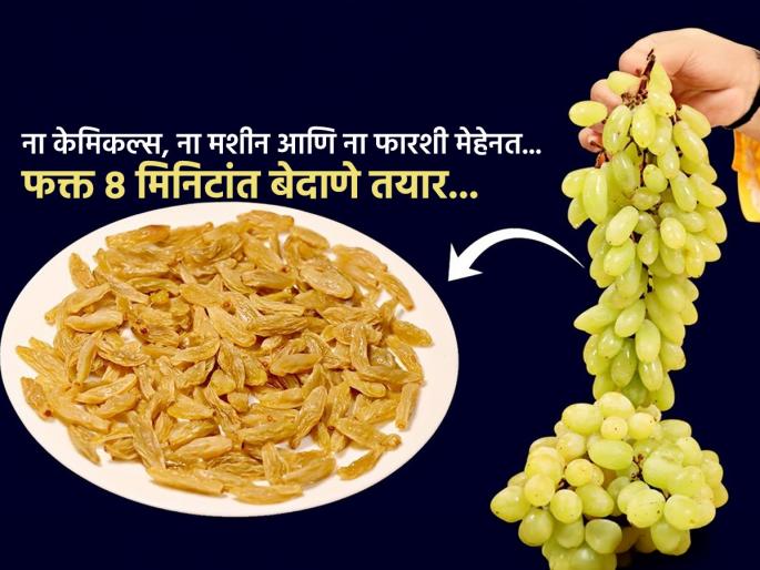 how to make kishmish or raisins from green grapes in 8 minutes at home how to make kishmish at home in 8 minutes green grapes to raisins quick method homemade raisins recipe fast instant kishmish making at home | घरच्याघरी इडली पात्रात बेदाणे करण्याची सोपी पद्धत, गोड सोनेरी बेदाणे आता करा घरीच...
