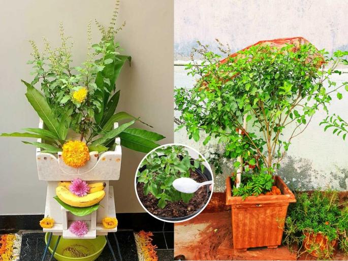 how to make tulsi plant green & healthy how to protect tulsi plant before tulsi vivah | तुळशीच्या लग्नापर्यंत कुंडीतली तुळस होईल हिरवीगार-टवटवीत! मातीत मिसळा फक्त १ गोष्ट, सोपा स्वस्त उपाय... how to make tulsi plant green & healthy how to protect tulsi plant before tulsi vivah | तुळशीच्या लग्नापर्यंत कुंडीतली तुळस होईल हिरवीगार-टवटवीत! मातीत मिसळा फक्त १ गोष्ट, सोपा स्वस्त उपाय...