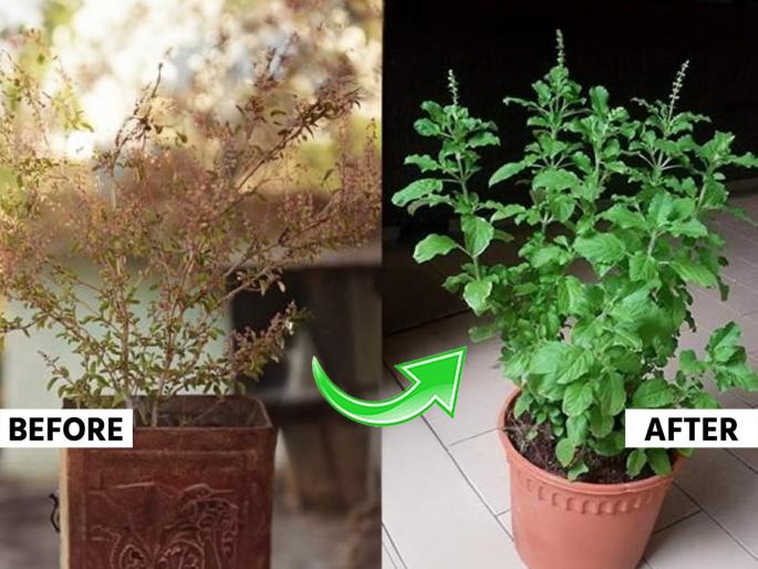 tulsi plant care tips how to protect tulsi plant from drying homemade fertilizers for tulsi plant | पाणी घाला-खत घाला, तुळस सुकतेच? मातीत हे २ पदार्थ मिसळा, तुळस होईल डेरेदार-वाढेल जोमानं...
