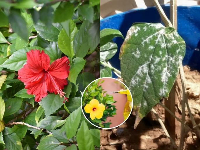 how to remove fungus or bugs from hibiscus plant, best home hacks to get rid of bugs attack on hibiscus plant, home made insecticide for hibiscus plant | जास्वंदाच्या रोपांवर पांढरी बुरशी पडली? 'हा' घरगुती उपाय लगेचच करा- जास्वंदाचा रोग वाढणार नाही