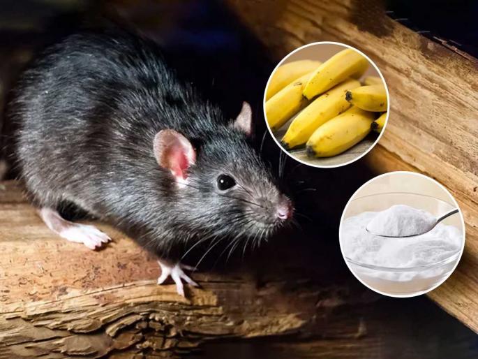 Secret to Get Rid of Rats How to remove rats from home naturally Natural methods to stop rats entering house | उंदीर वारंवार घरात घुसून धुडगूस घालतात? १ केळं आणि १० रुपयांची पांढरी पावडर करेल कमाल - करा कायमचा बंदोबस्त...