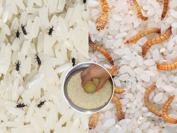 Remove weevils from rice naturally how to remove worms from rice instantly | तासंतास तांदूळ निवडण्याची चाळण्याची झंझट विसरा - ही ट्रिक पाहा अळ्या आणि किडे आपोआप डब्याच्या बाहेर... Remove weevils from rice naturally how to remove worms from rice instantly | तासंतास तांदूळ निवडण्याची चाळण्याची झंझट विसरा - ही ट्रिक पाहा अळ्या आणि किडे आपोआप डब्याच्या बाहेर...