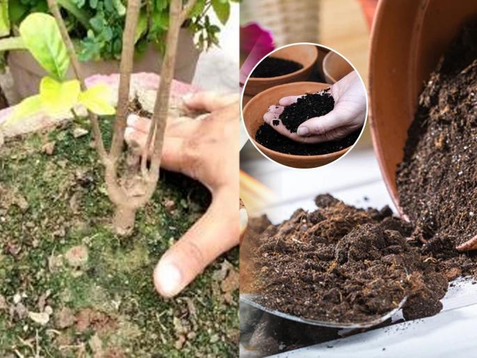 how to save plants in heavy rain, what to do if soil in pot becomes sticky | अतिपावसामुळे कुंडीतल्या मातीत शेवाळं जमा झालं? 'हे' काम लगेचच करा; नाहीतर रोपं मरून जातील