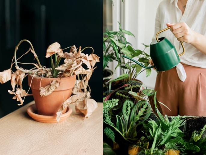 how to take care of indoor plants, gardening tips for indoor plants  | काळजी घेऊनही इनडोअर प्लांट्स का मरतात? २ गोष्टी लक्षात ठेवा- रोप कधीच सुकणार नाही 