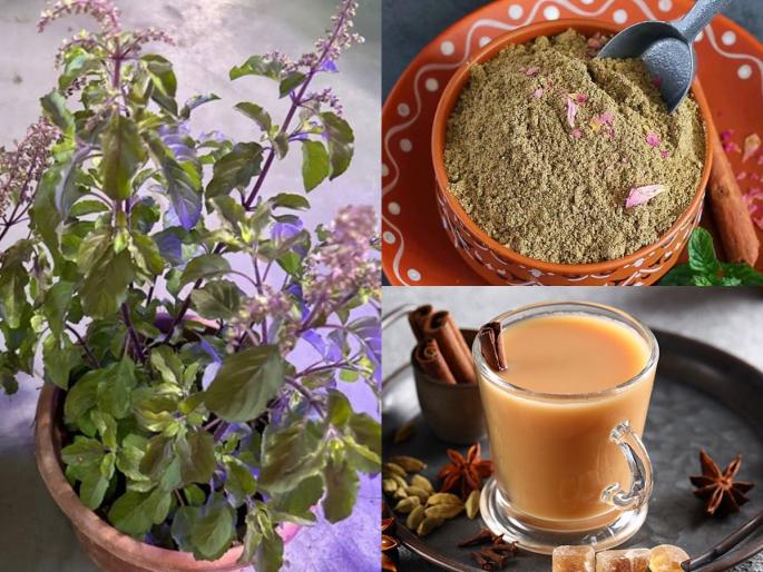 how to use dry basil plant branch to make chai masala powder how to use dry tulsi branches for making tea masala tulsi ki lakdi chai masala recipe | तुळशीच्या काड्यांचा चहा मसाला, ‘असा’ फक्कड चहा तुम्ही कधी प्यायलाच नसेल! तुळशीचा खास औषधी उपयोग...